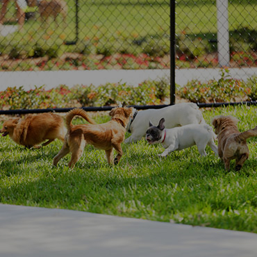 Large Dog Park at Medallion Apartments Large Dog Park at Medallion Apartments