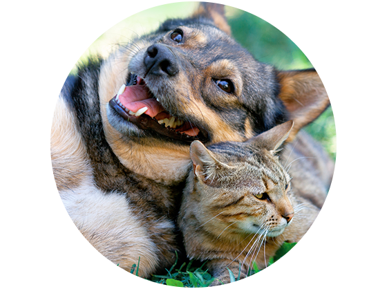 Pet Friendly Apartments in Nampa Pet Friendly Apartments in Nampa