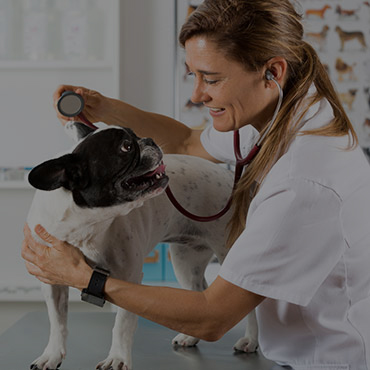 Nearby Pet Friendly Hospitals in Nampa Nearby Pet Friendly Hospitals in Nampa